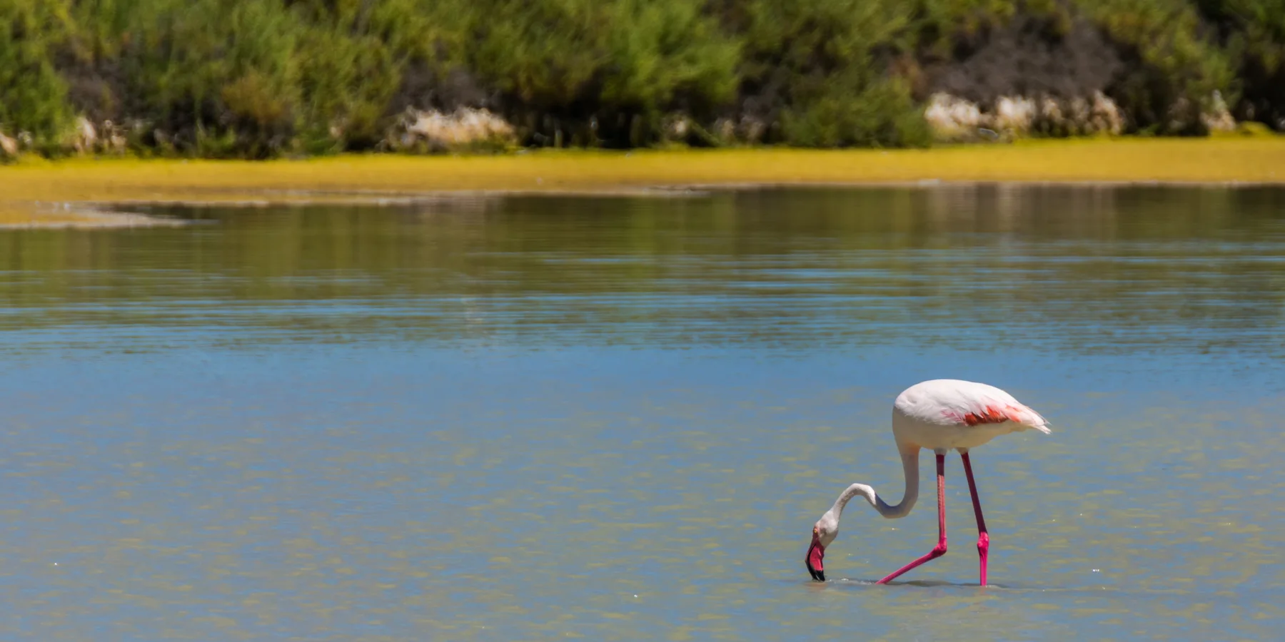 Image of a Flamingo in Salinas Natural Park Calpe
